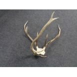 A deer skull with antlers together with a further antler
