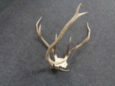 A deer skull with antlers together with a further antler