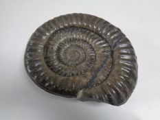 A fossilised ammonite,