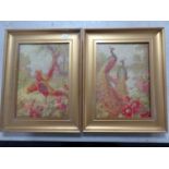 A pair of antiquarian textured prints depicting peacocks and chickens in gilt frames
