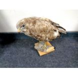 A taxidermy study of a buzzard on a log
