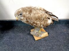 A taxidermy study of a buzzard on a log