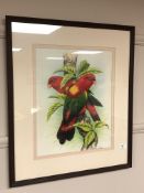 Howard Robinson, Study of two Chattering Lory parrots, watercolour, signed lower right,