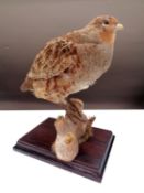 A taxidermy figure of a partridge sat on a branch