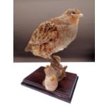 A taxidermy figure of a partridge sat on a branch