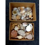 Two boxes containing a quantity of sea shells