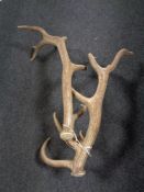 A pair of antlers