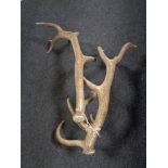 A pair of antlers