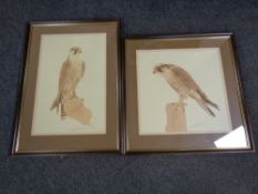 A pair of 20th century prints, Falcons,