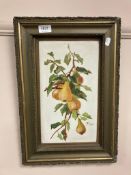 A Victorian still life with pears on opal initialled M.S dated 1904, 20 cm 34 cm.