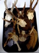 A tray containing six deer skulls with horns mounted on shields together with a further pair of