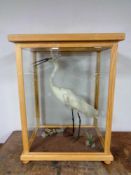 A taxidermy study of an Egret in a pine display case