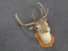 A taxidermy stag's head mounted on a wooden shield