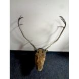 A taxidermy stag's head mounted on a shield (as found)