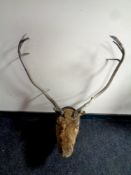 A taxidermy stag's head mounted on a shield (as found)