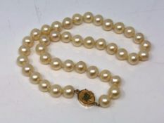 A large strap of pearls on 14ct gold clasp.