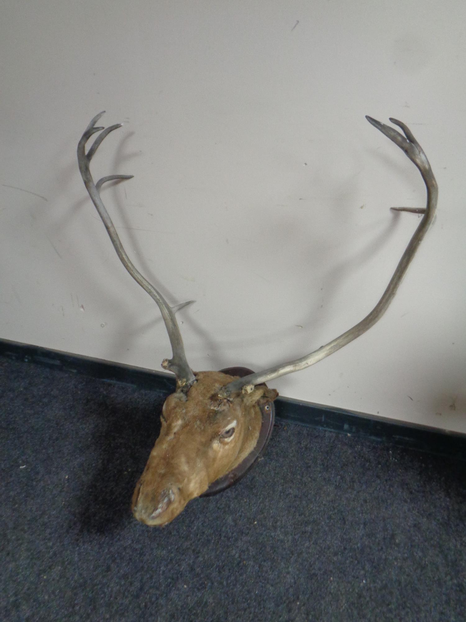 A taxidermy stag's head mounted on a shield (as found) - Image 2 of 2