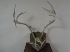 A set of stag antlers mounted on a shield