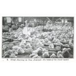 NZ MEAT PRODUCERS, Scenes of New Zealand Lamb, complete, large, EX, 25