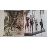 CINEMA, Johnny Weissmuller selection, inc. photos, mainly in action as Tarzan, mixed sizes, some a.