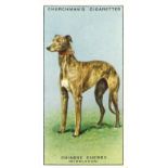CHURCHMANS, Racing Greyhounds, complete, VG to EX, 50