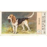 SMITH, Fowls Pigeons & Dogs, generally G, 15