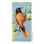 BROOKE BOND, Songbirds of North America, complete, Canadian, Red Rose (albums available), EX, 48