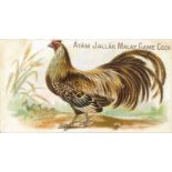 ALLEN & GINTER, Prize & Game Chickens, Ayam Jallak Malay Game Cock, EX