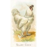 ALLEN & GINTER, Prize & Game Chickens, Silky Cock, EX