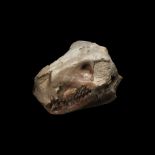 Natural History - Fossil Oreodont Skull