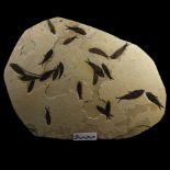Natural History - Large Fossil Fish Mortality Plate