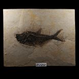 Natural History - Large Green River Fossil Fish Plate