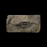 Natural History - Fossil Keichousaurus Skeleton