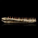 Natural History - Mosasaur Fossil Lower Jaw