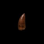 Natural History - Large Fossil African T-Rex Dinosaur Tooth