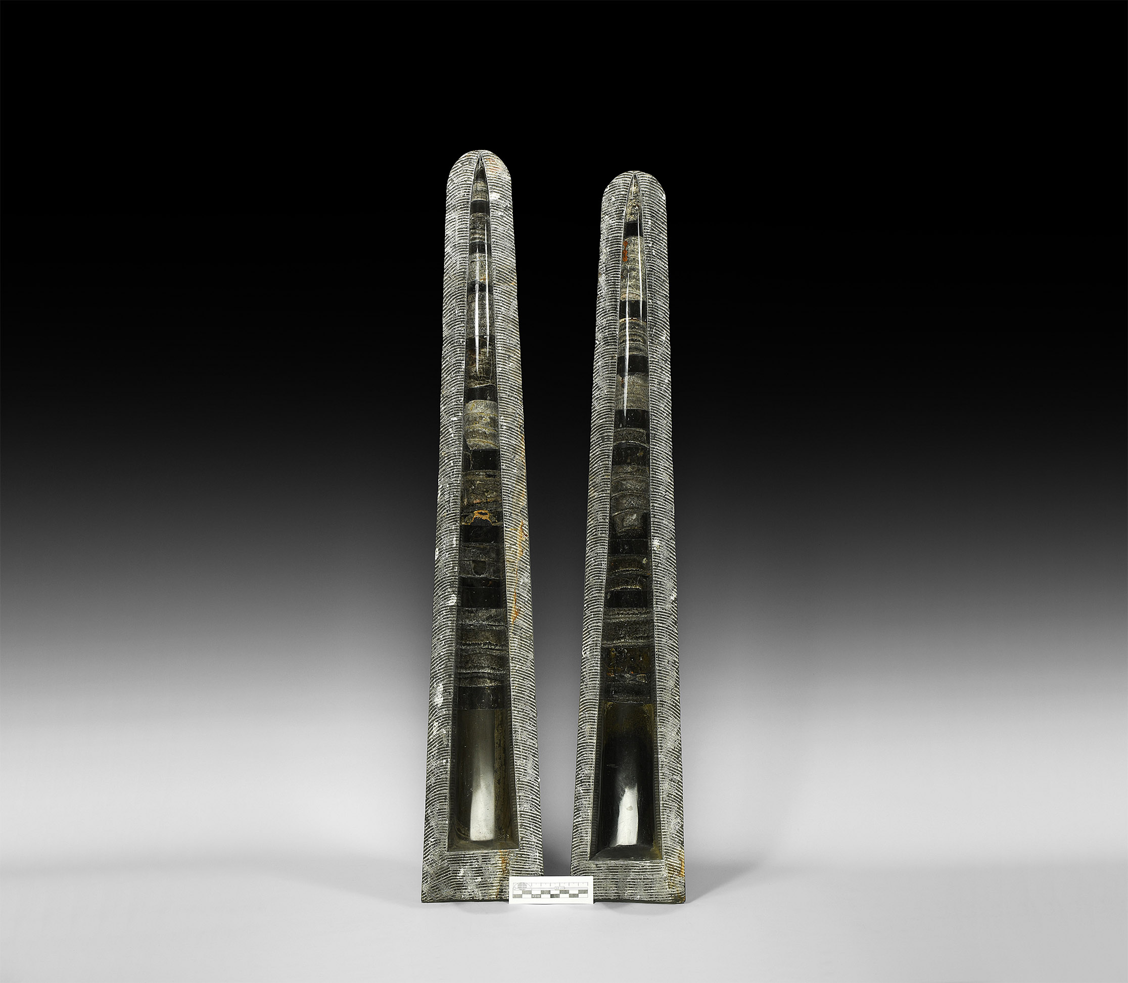 Natural History - Giant Fossil Orthoceras Display Pair