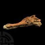 Fossilised Crocodile Skull