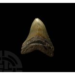 Megalodon Giant Shark Fossil Tooth