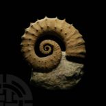 Very Large Heteromorph Fossil Ammonite