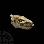 Fossil Oreodont Skull