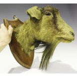 An early 20th century taxidermized head of a goat, mounted on an oak shield plaque, height 32cm.