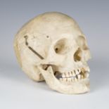 A human skull with hinged cranium and sprung jaw.Buyer’s Premium 29.4% (including VAT @ 20%) of