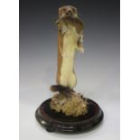 An early 20th century taxidermy specimen of a stoat with a mouse in its mouth, housed within a glass