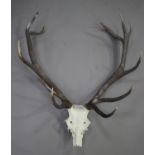 A pair of five-point stag antlers and skull section, height 75cm.Buyer’s Premium 29.4% (including