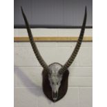 An early 20th century antelope skull and horns, mounted on a pine shield shaped wall plaque,