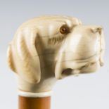 A 19th century Malacca walking cane, the substantial ivory handle finely carved as a dog's head with