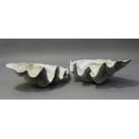 A pair of large clam shells, width 67cm.Buyer’s Premium 29.4% (including VAT @ 20%) of the hammer