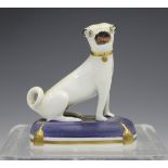 A rare Charles Bourne Staffordshire porcelain model of a pug dog, circa 1830, the white animal