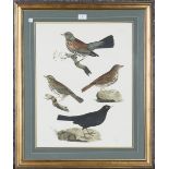 After Prideaux John Selby - 'Fieldfare, Thrush, Redwing, Blackbird', 20th century hand-coloured