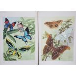 E. Mansell - 'Silk Moths', watercolour and gouache illustration, signed and titled, sheet size